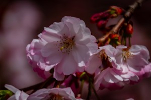Spring Arrives